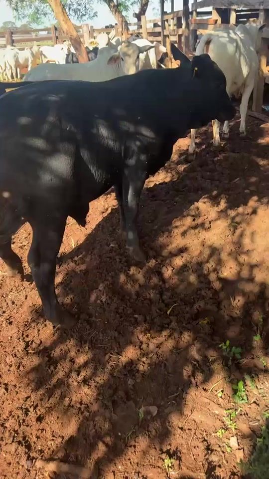 TikTok video thumbnail by soniagarbin7