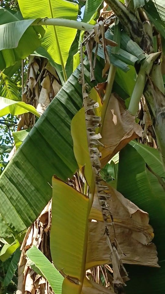 TikTok video thumbnail by sottosphere993