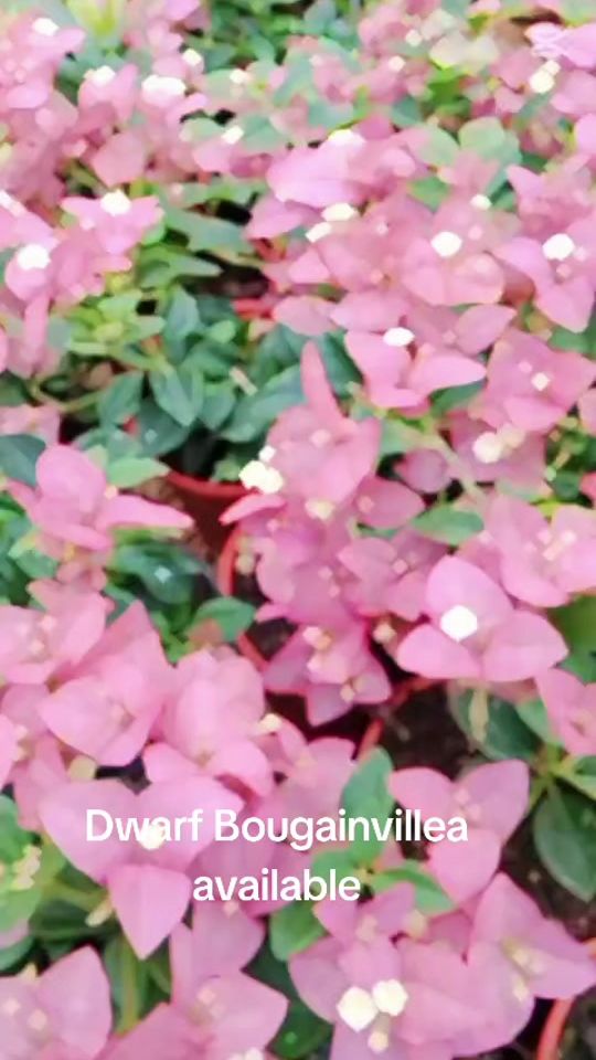 TikTok video thumbnail by miflowers29
