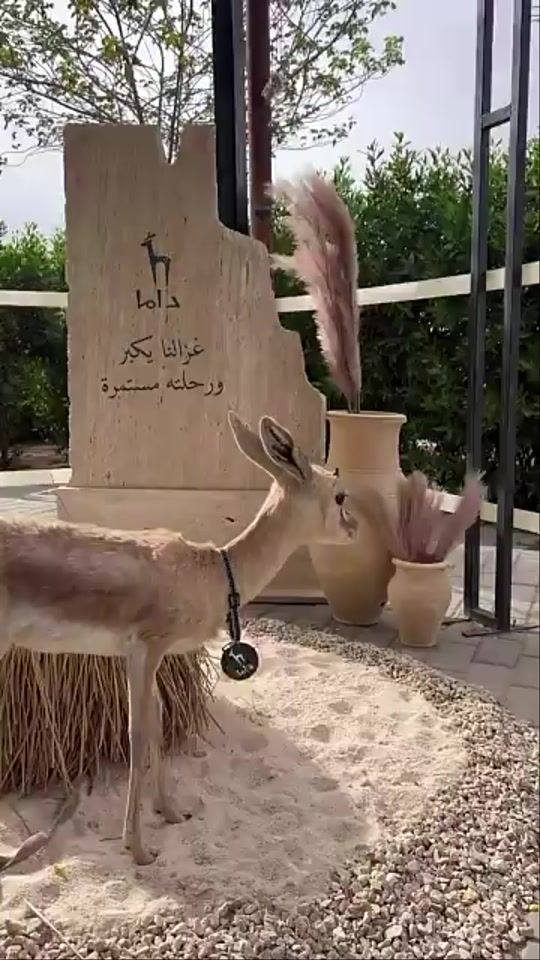TikTok video thumbnail by saadsalehalsaif