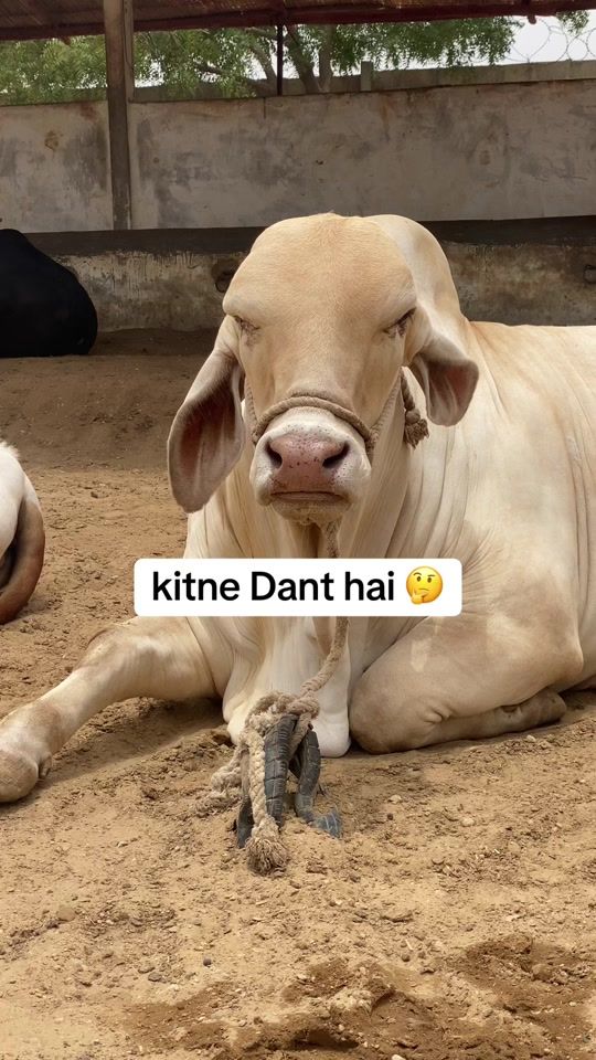 TikTok video thumbnail by mandi.wali.sarkar