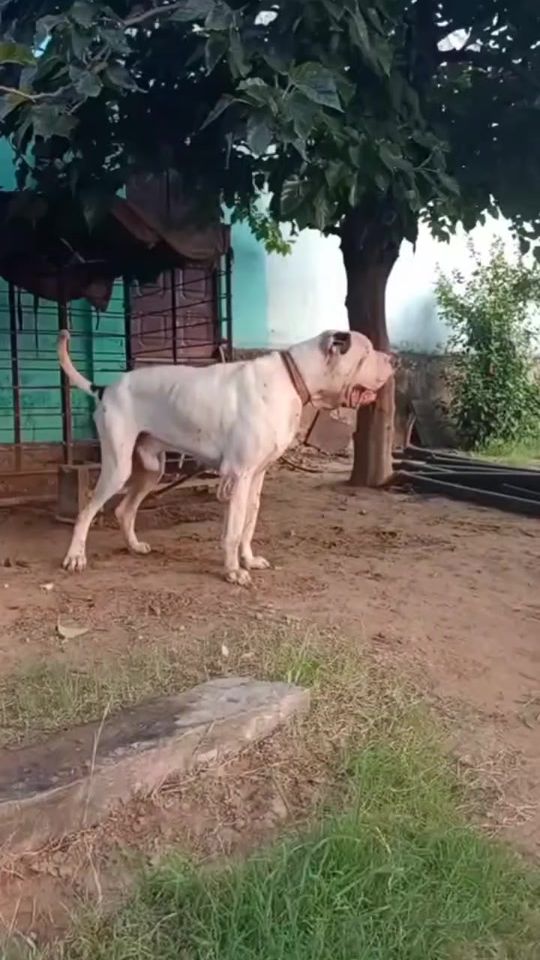 TikTok video thumbnail by bully_lover333