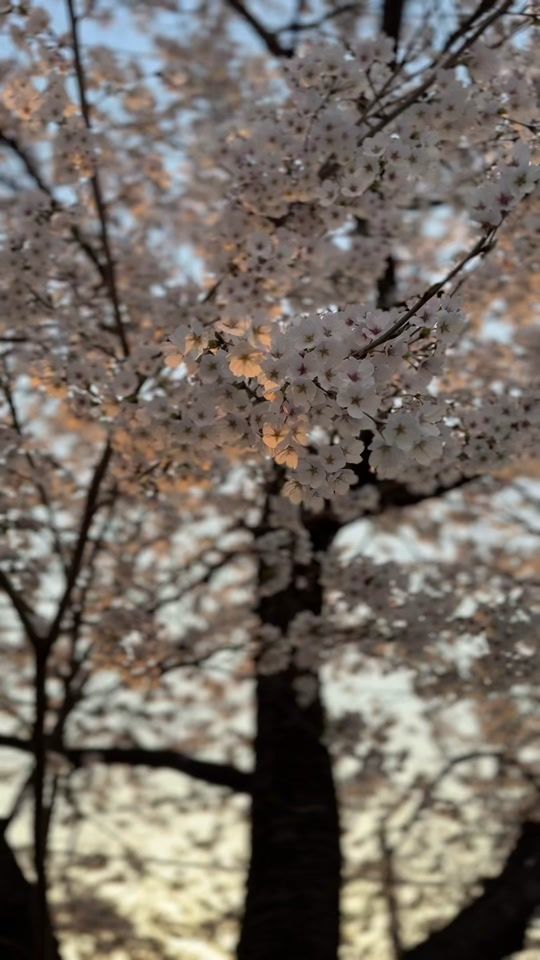 TikTok video thumbnail by ket_kalasin2