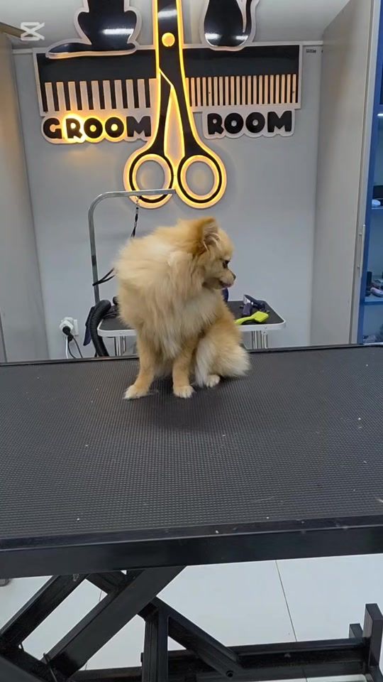 TikTok video thumbnail by zooashgabatgruming
