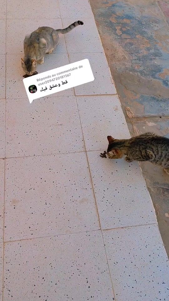 TikTok video thumbnail by hajer..345