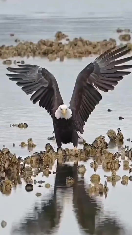 TikTok video thumbnail by eagle._911