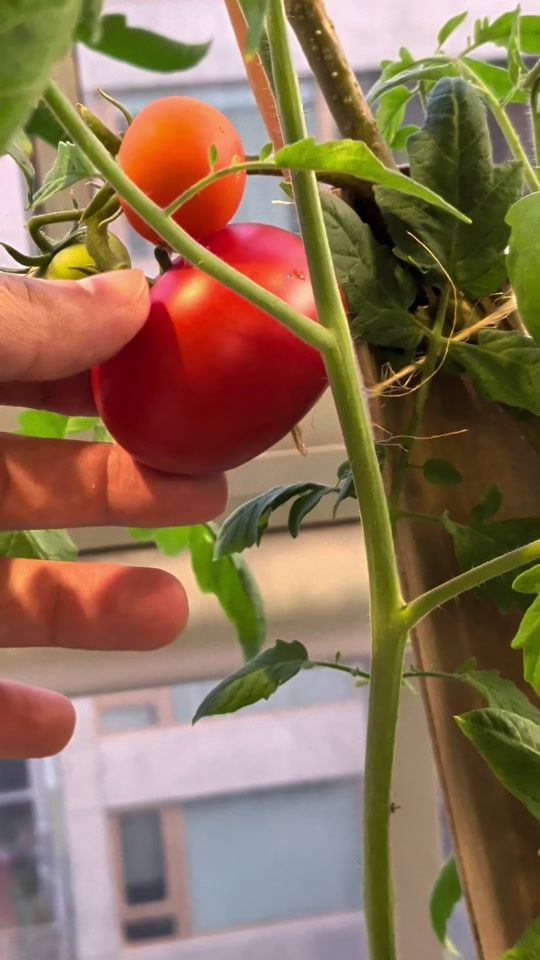 TikTok video thumbnail by baciudadverde