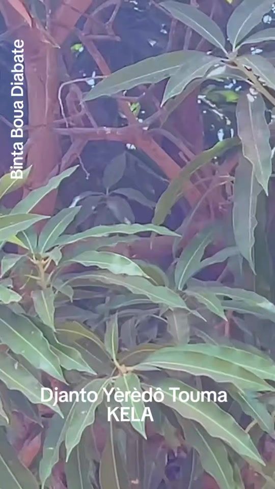 TikTok video thumbnail by bintabouadiabate