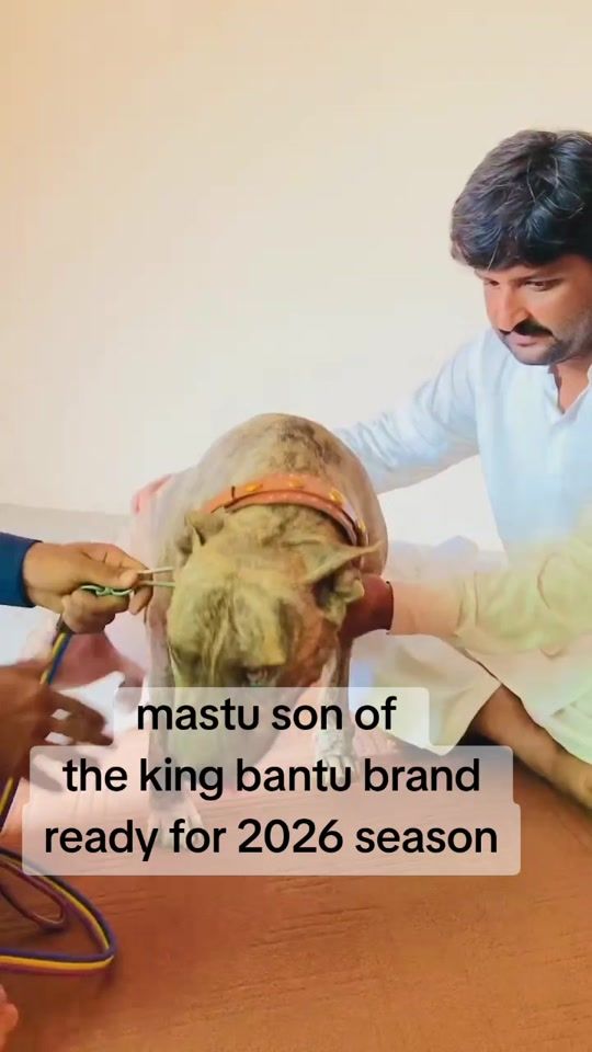 TikTok video thumbnail by malik.mavi33