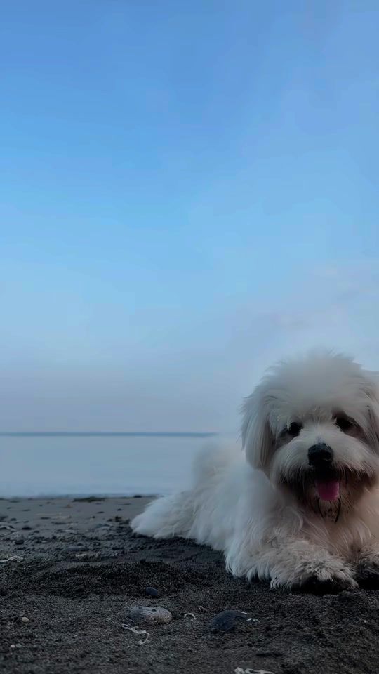 TikTok video thumbnail by jicafuego