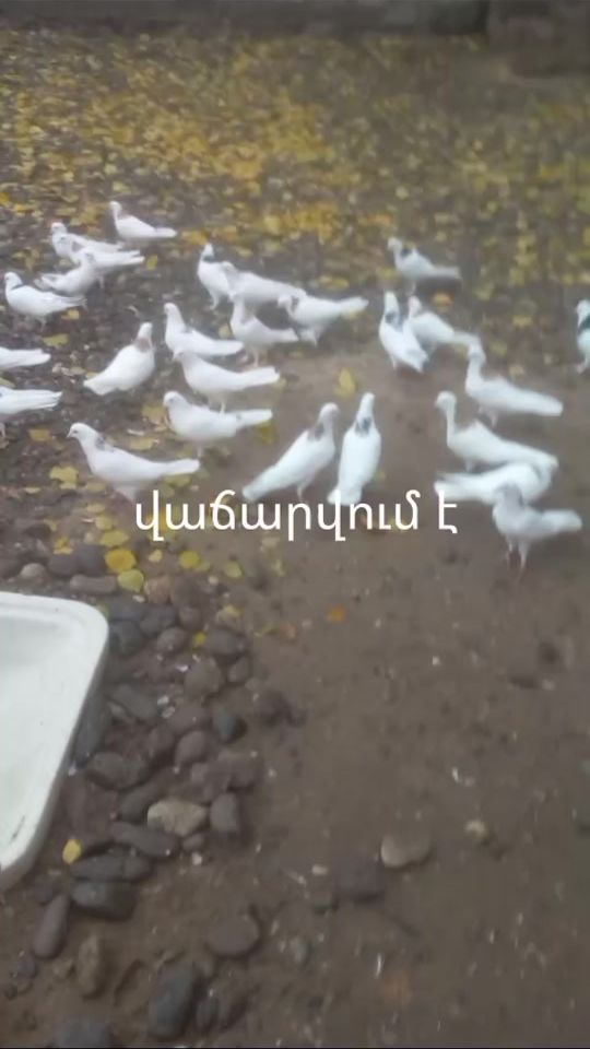 TikTok video thumbnail by axavniner_0