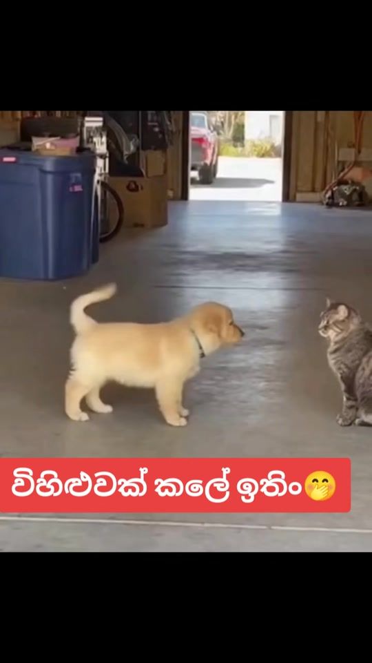 TikTok video thumbnail by chamibandara413