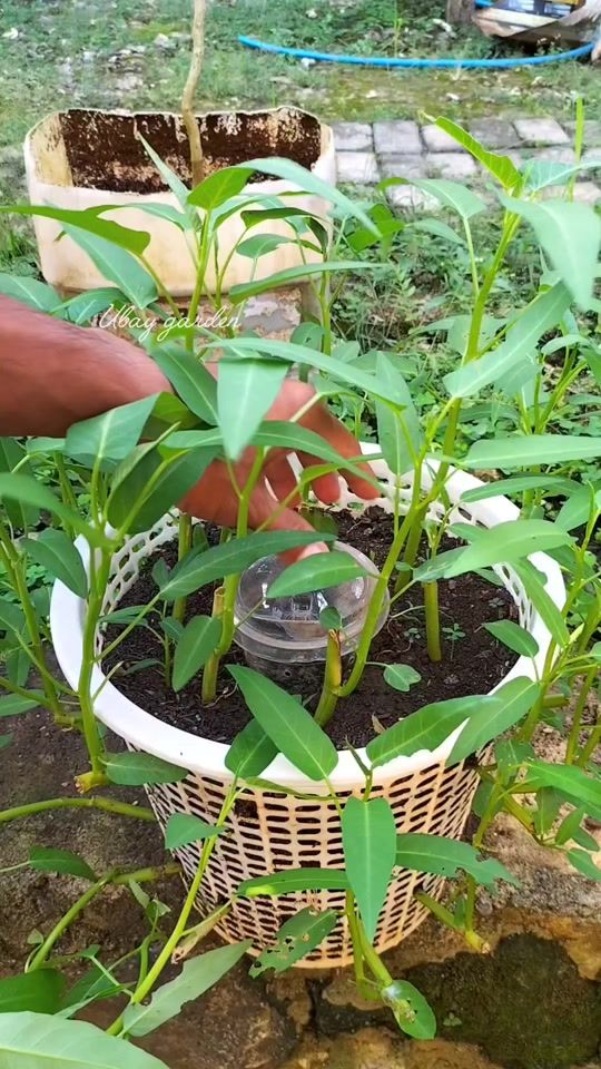 TikTok video thumbnail by ubay.garden