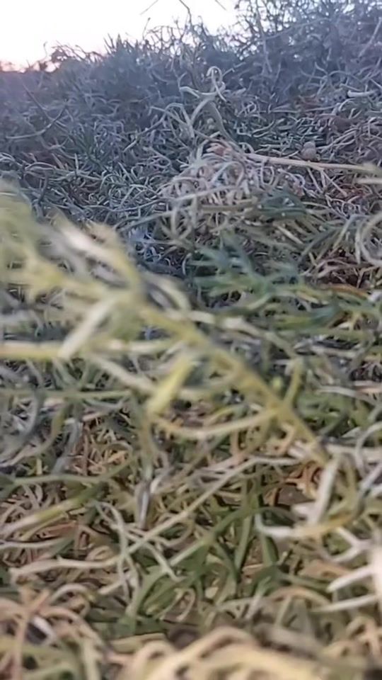 TikTok video thumbnail by baqsy_syltan