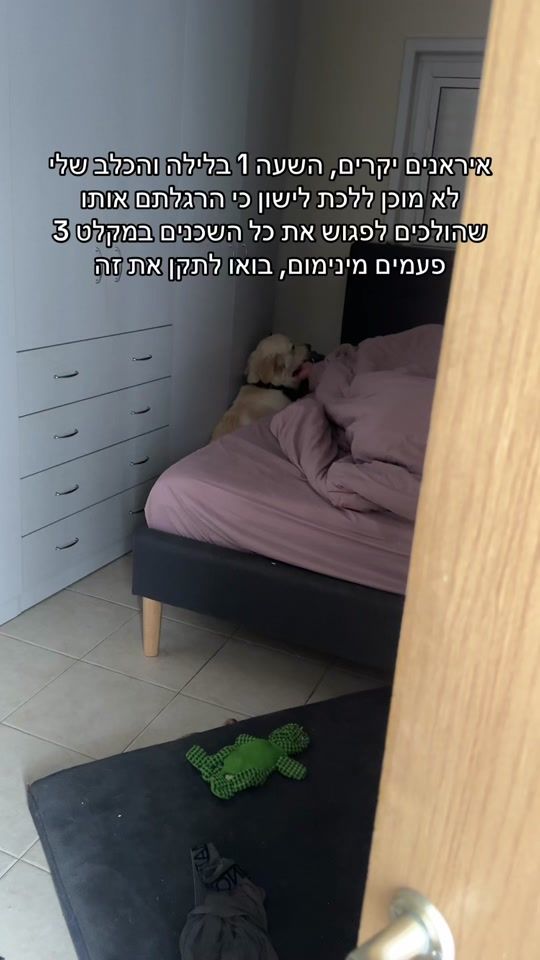 TikTok video thumbnail by appa.the.golden