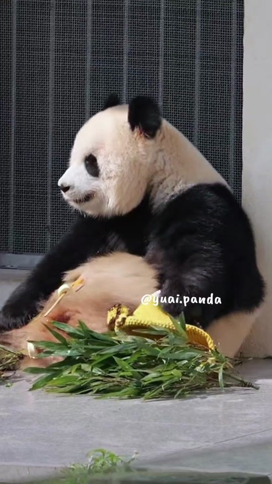 TikTok video thumbnail by yuai.panda