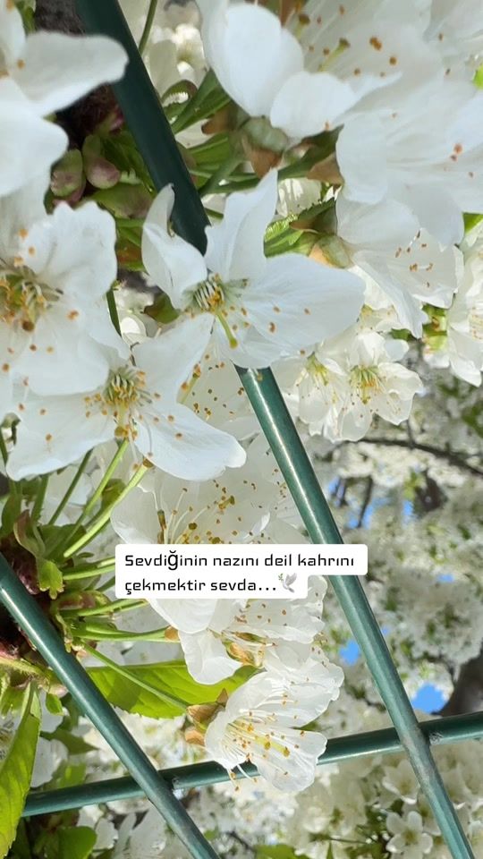 TikTok video thumbnail by _neslii_50