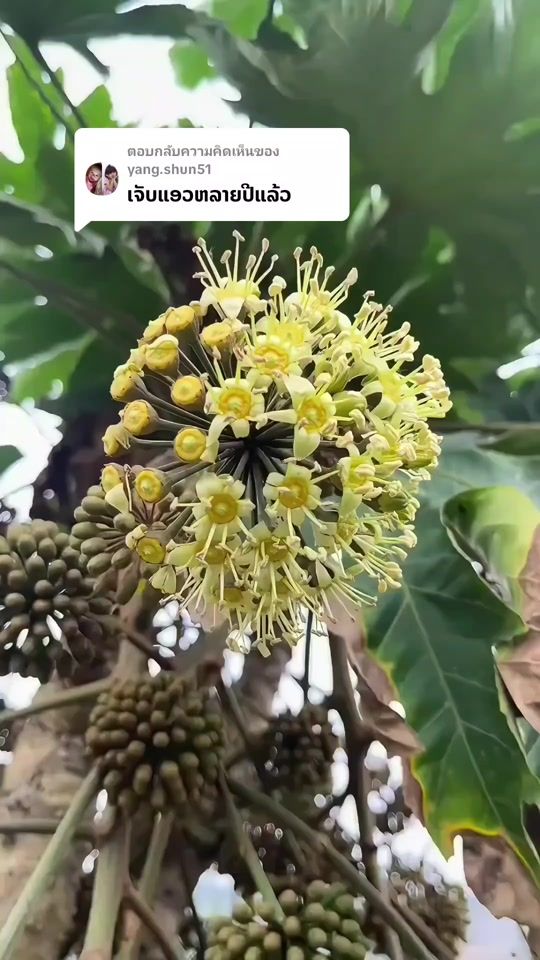 TikTok video thumbnail by fb.boun.sb