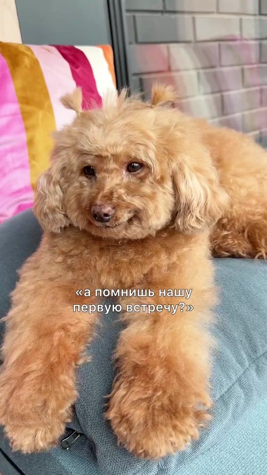TikTok video thumbnail by grusha.star