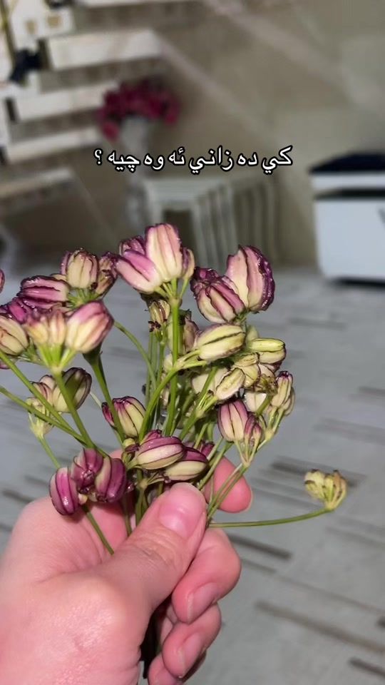 TikTok video thumbnail by shawbo_hassan