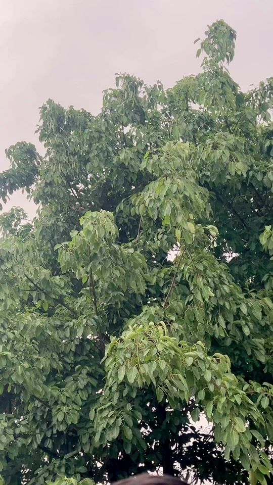 TikTok video thumbnail by bipeshghimire1