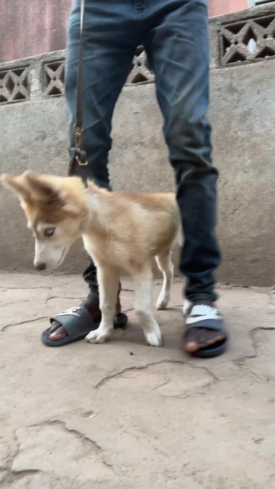 TikTok video thumbnail by bouba_baws2