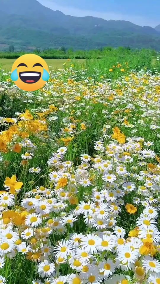 TikTok video thumbnail by foufakh07