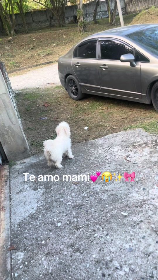 TikTok video thumbnail by _belkismontes