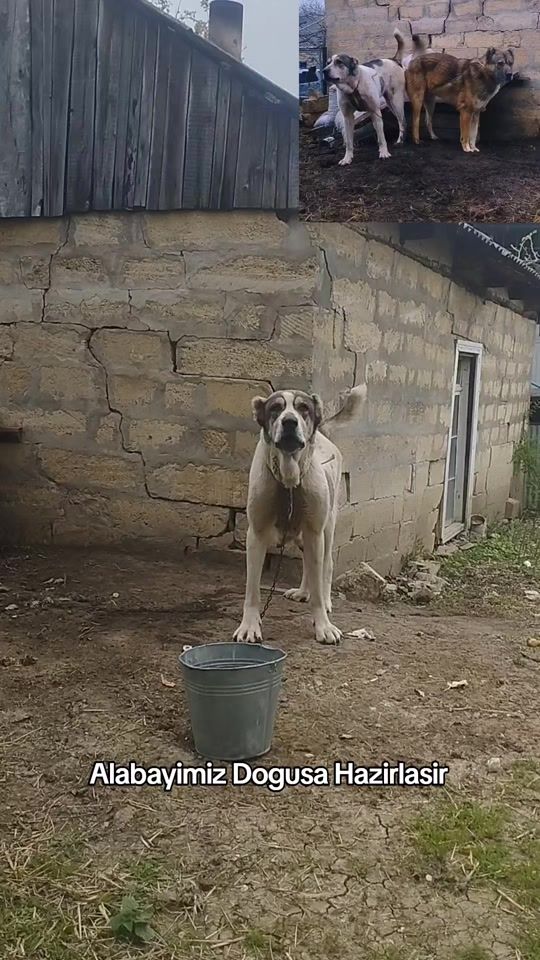 TikTok video thumbnail by cenab_itbaz