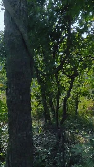 TikTok video thumbnail by cbidhya