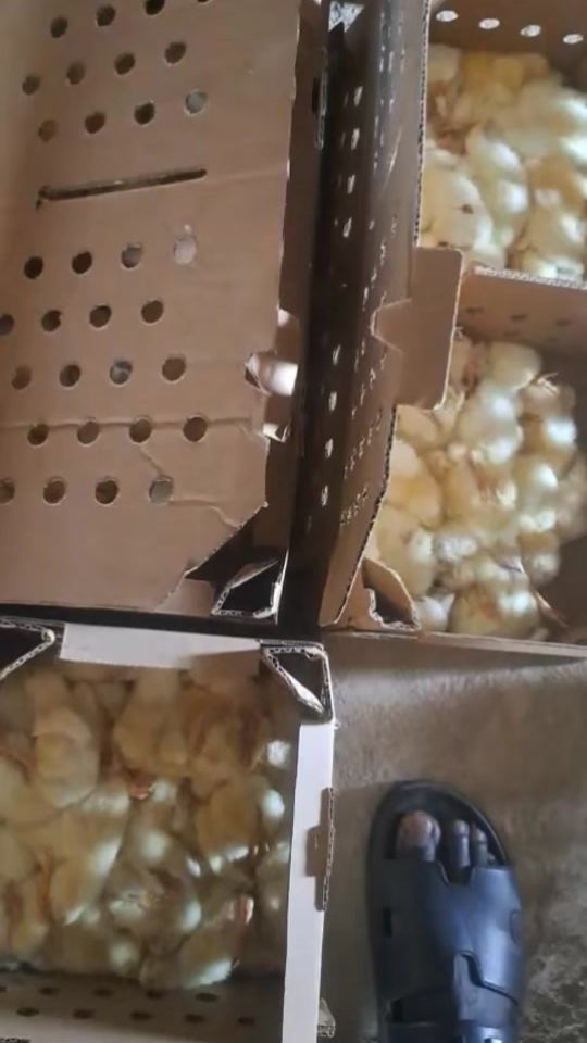 TikTok video thumbnail by agriculteurn1