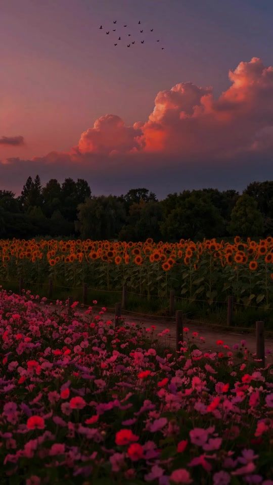 TikTok video thumbnail by ss058979