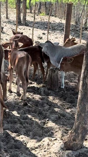 TikTok video thumbnail by mangwimba