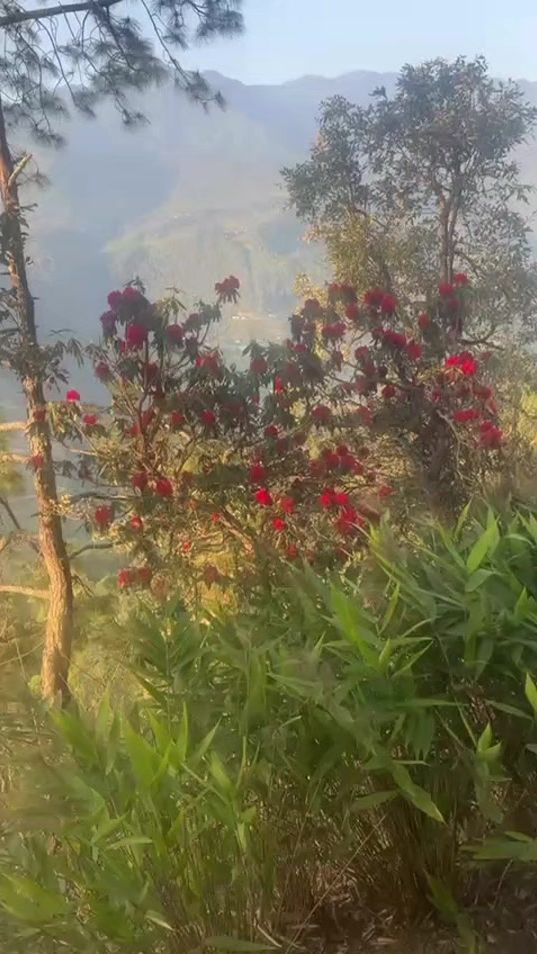 TikTok video thumbnail by pemayang11