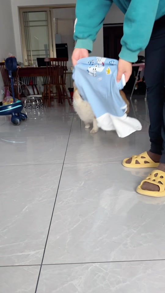 TikTok video thumbnail by corgitutu