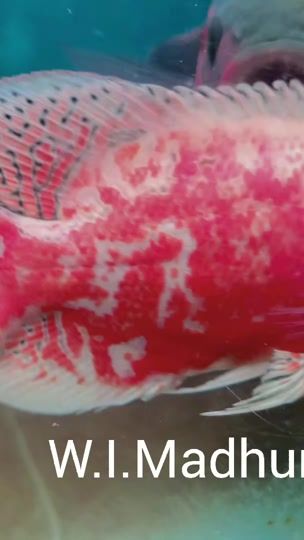 TikTok video thumbnail by oscar.fish.piliya