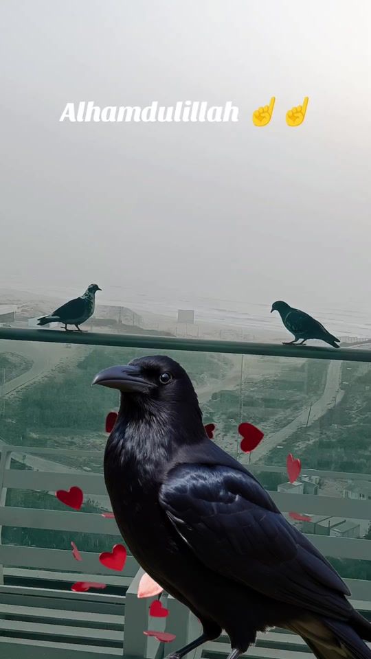 TikTok video thumbnail by abdullaharab001