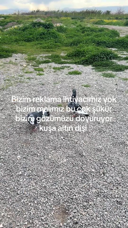 TikTok video thumbnail by veyso330