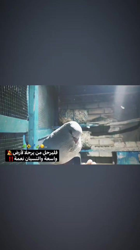 TikTok video thumbnail by uzx_9v