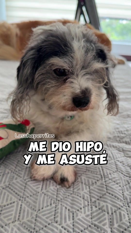 TikTok video thumbnail by loschaperritos_