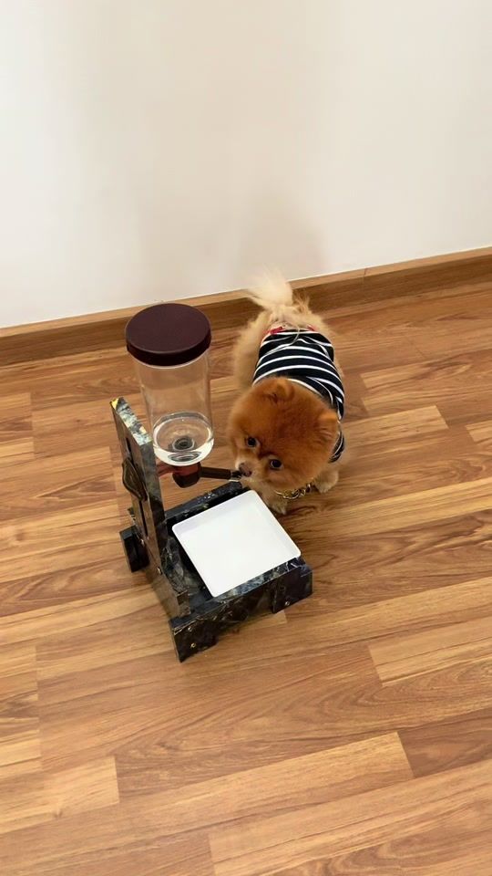 TikTok video thumbnail by petssayyes