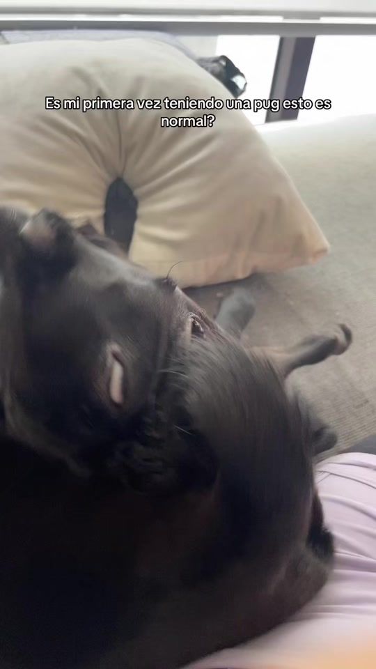 TikTok video thumbnail by pamecasta_