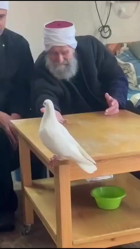 TikTok video thumbnail by tawfeekhalabi