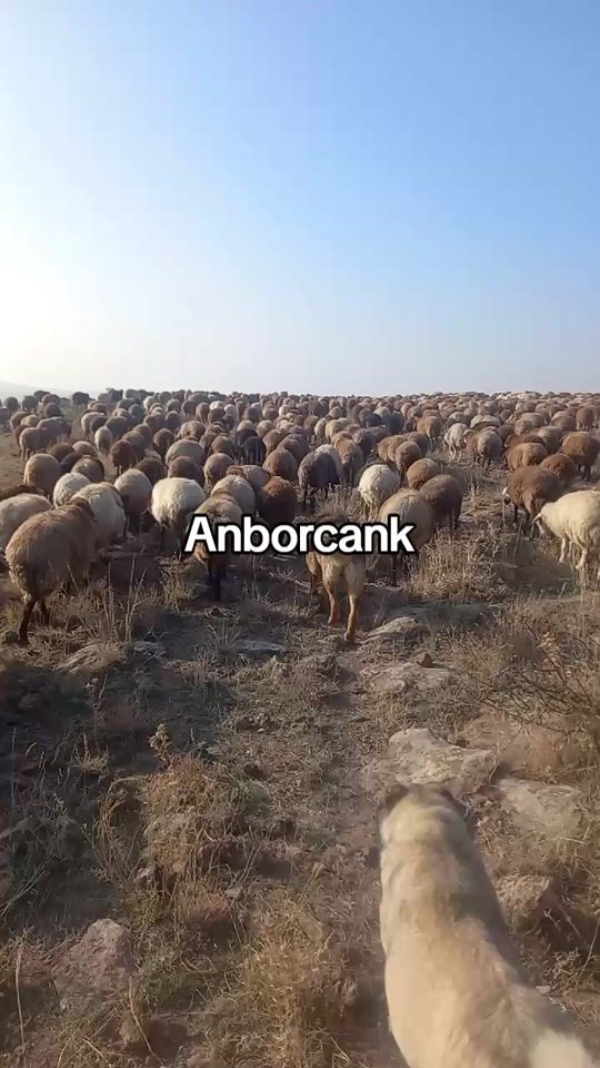 TikTok video thumbnail by ashot19930