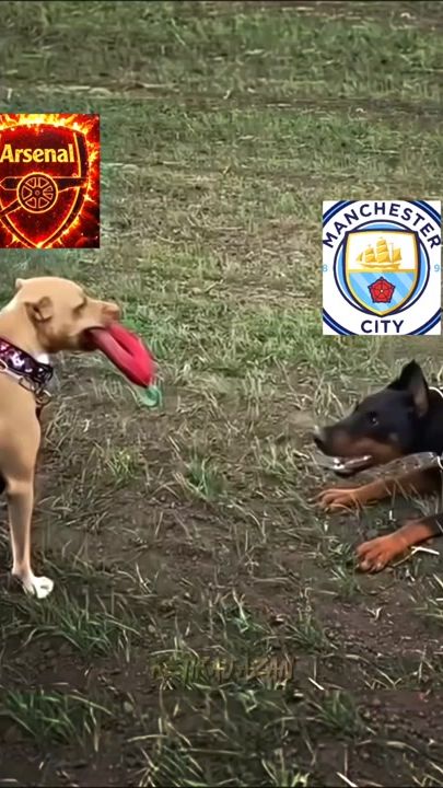 TikTok video thumbnail by arsenal_fanbase_