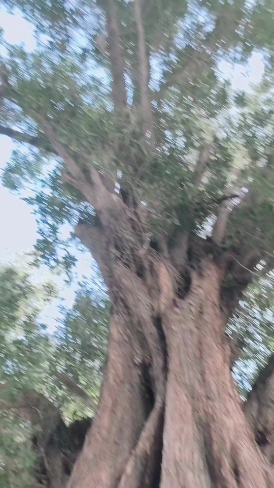 TikTok video thumbnail by jeevanegnalot