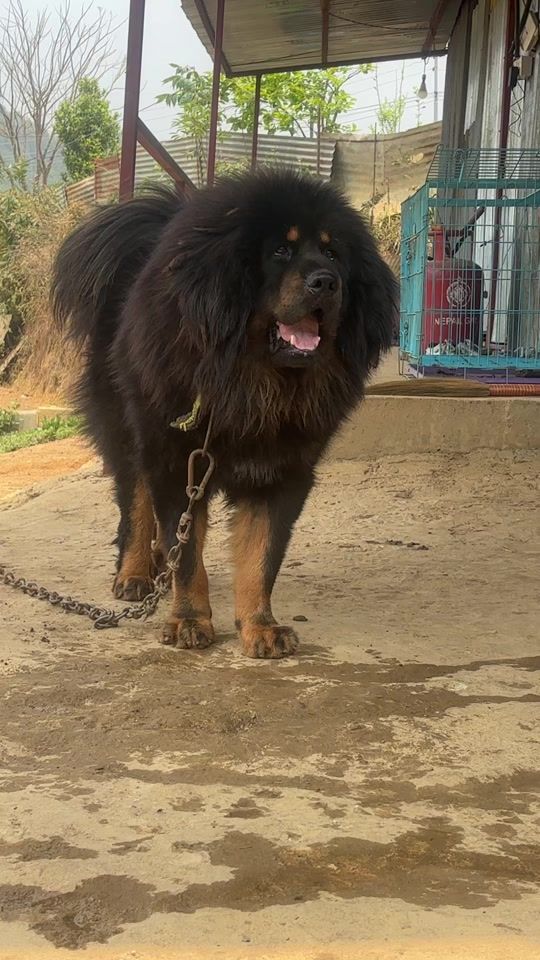 TikTok video thumbnail by himalayanmastiffnepal