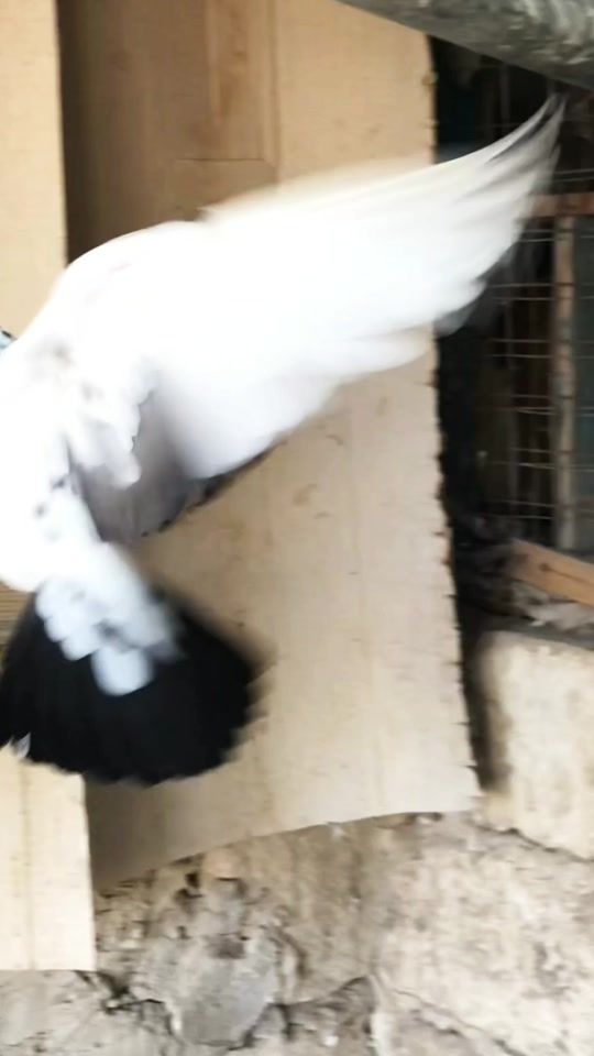 TikTok video thumbnail by mitu.mihai