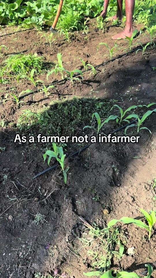 TikTok video thumbnail by kk.farm.fresh.ltd
