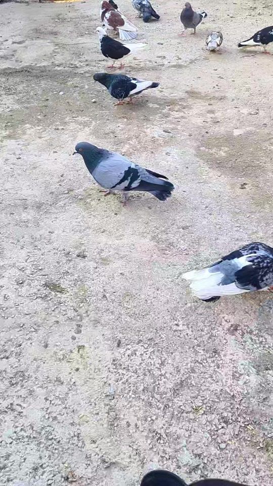 TikTok video thumbnail by milaimkamberi